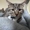 Tawny Owl