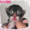 Jelly Bean