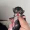 Jelly Bean