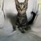 Cadbury
