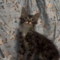 Jelly Bean