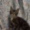 Jelly Bean