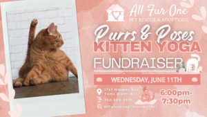 kitten yoga fundraiser event - september (1)