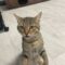 Cat Stevens