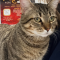 Cat Stevens