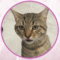 Cat Stevens