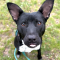 Sparky