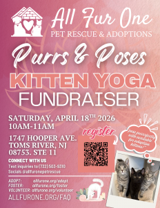 kitten yoga - adoption event