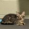 Birria