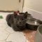 Gumbo